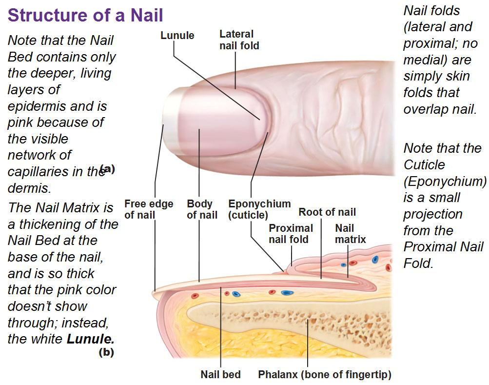 proximal nail fold infection | capillaroscopy,nailfold capillaroscopy, fingernail under microscope,nail fold capillaroscopy,nailfold capillary  microscopy