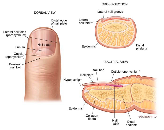 Why proximal nail fold infection